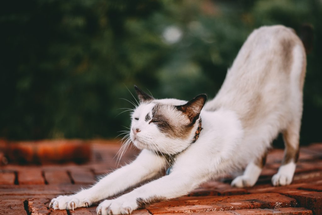 gatto con un ciondolo al collo sul quale attaccare la targhetta con i dati del gatto